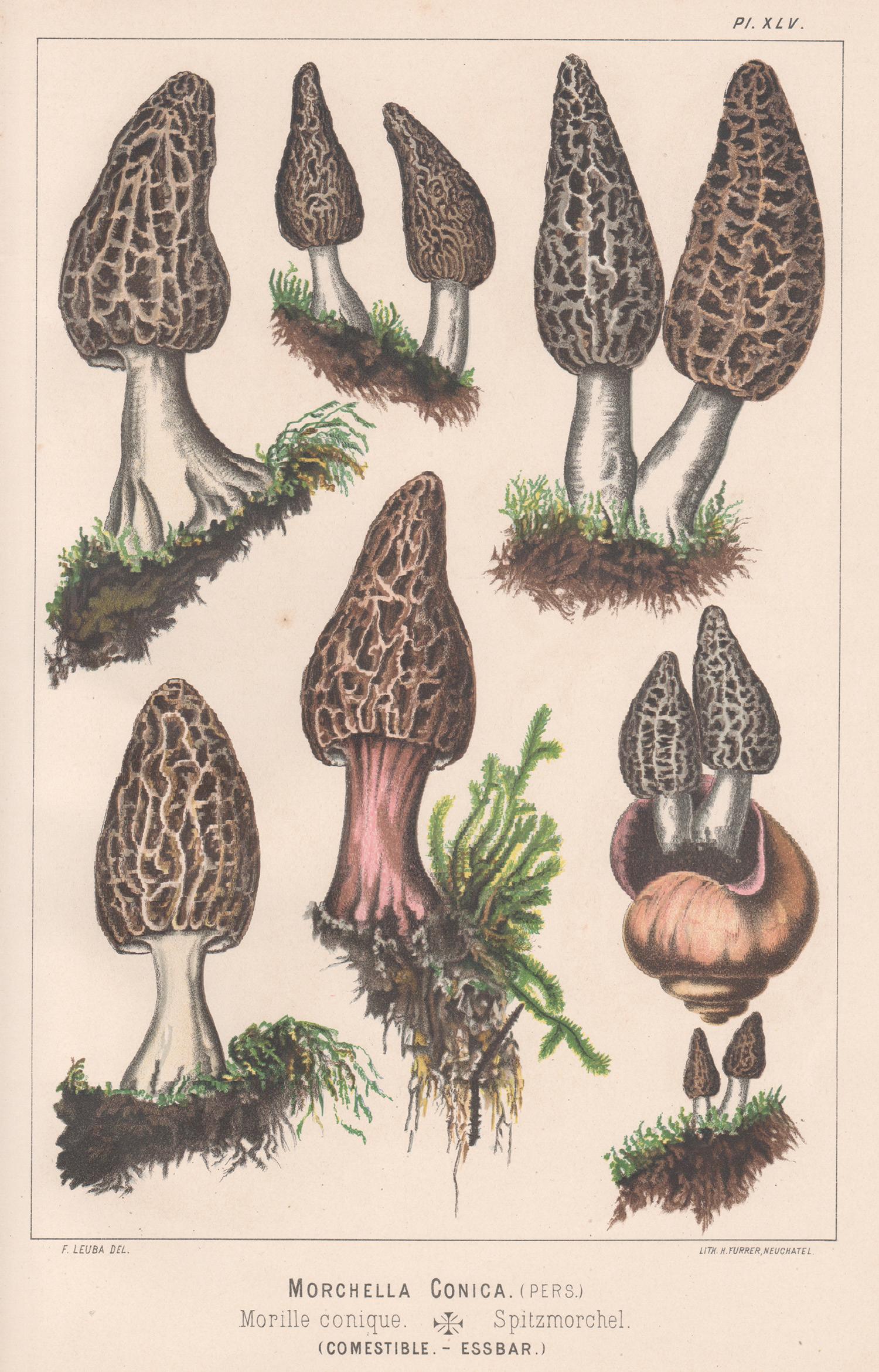 H Furrer after Fritz Leuba Print - Morchella Conica, Leuba antique mushroom fungi morel chromolithograph print