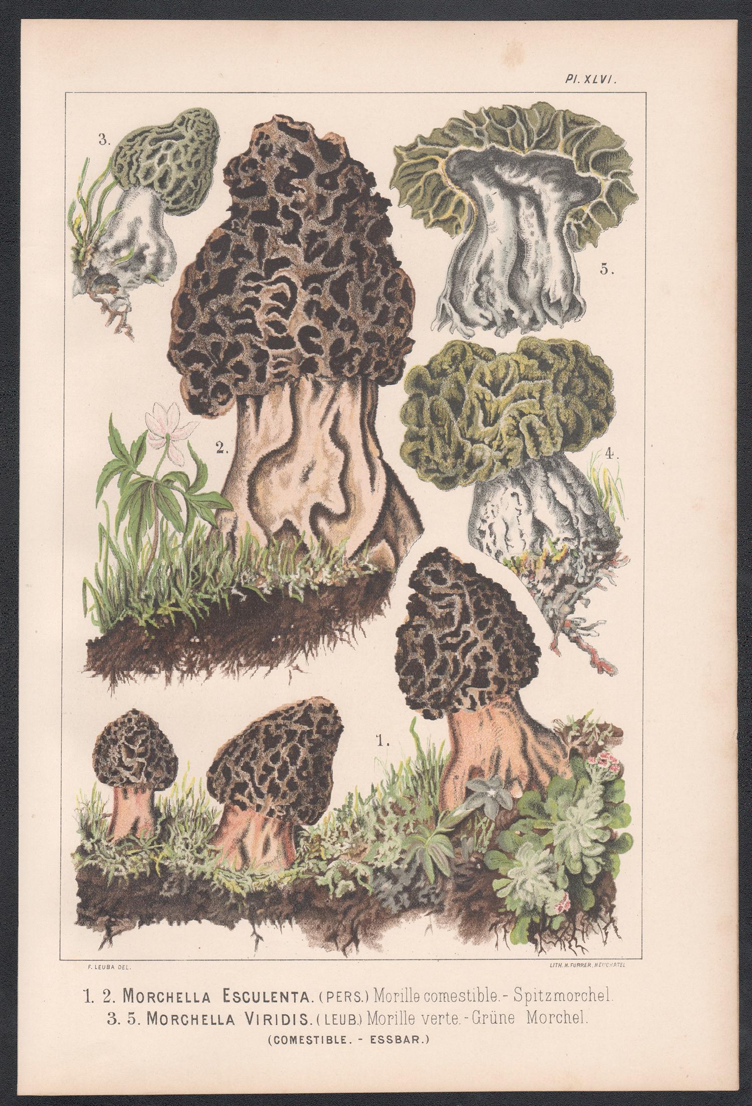 Morchella Esculenta, Leuba antique mushroom morel fungi chromolithograph print - Print by H Furrer after Fritz Leuba