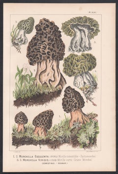 Morchella Esculenta, Leuba antique mushroom morel fungi chromolithograph print