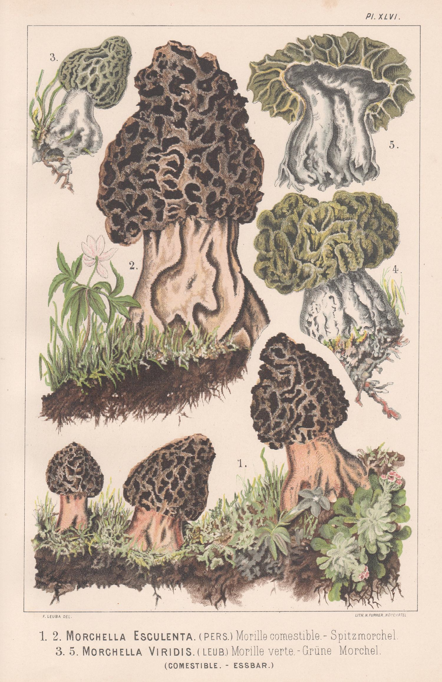 H Furrer after Fritz Leuba Still-Life Print - Morchella Esculenta, Leuba antique mushroom morel fungi chromolithograph print