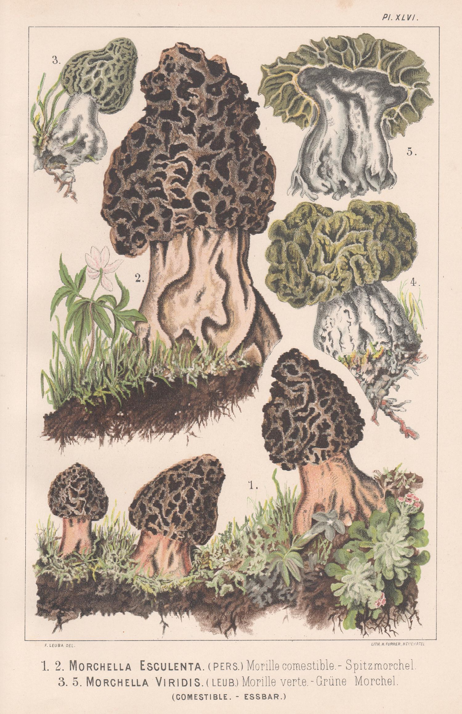 Morchella Esculenta, Leuba antique mushroom morel fungi stampa cromolitografica