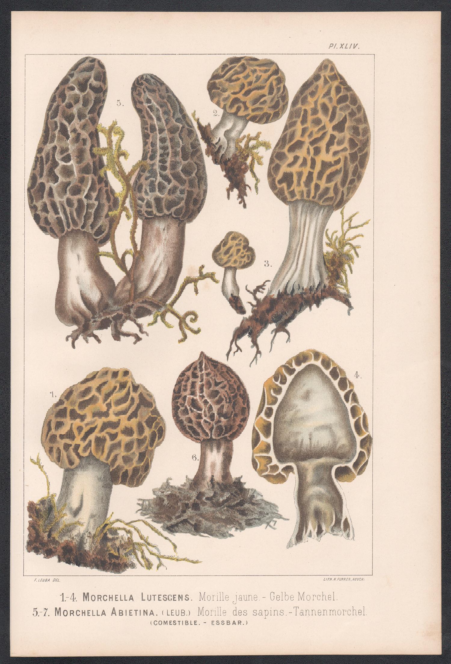 Morchella Lutescens, Leuba antique mushroom morel fungi chromolithograph print - Print by H Furrer after Fritz Leuba