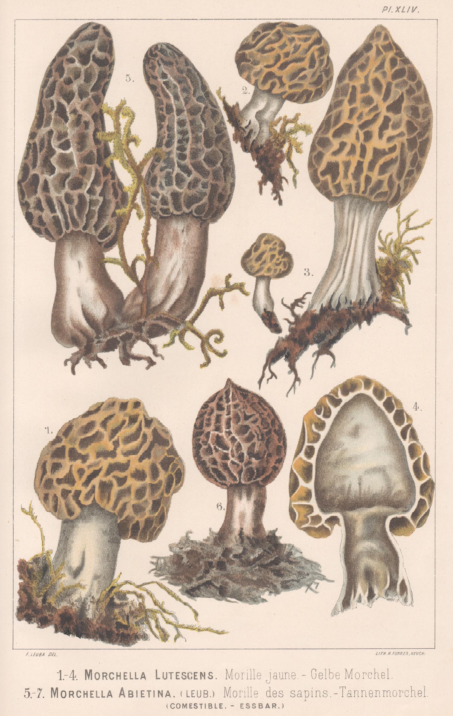 H Furrer after Fritz Leuba Print - Morchella Lutescens, Leuba antique mushroom morel fungi chromolithograph print