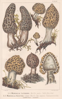 Morchella Lutescens, Leuba antique mushroom morel fungi chromolithograph print
