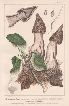 Morchella Semi-Libera, Leuba antique mushroom fungi morel chromolithograph print