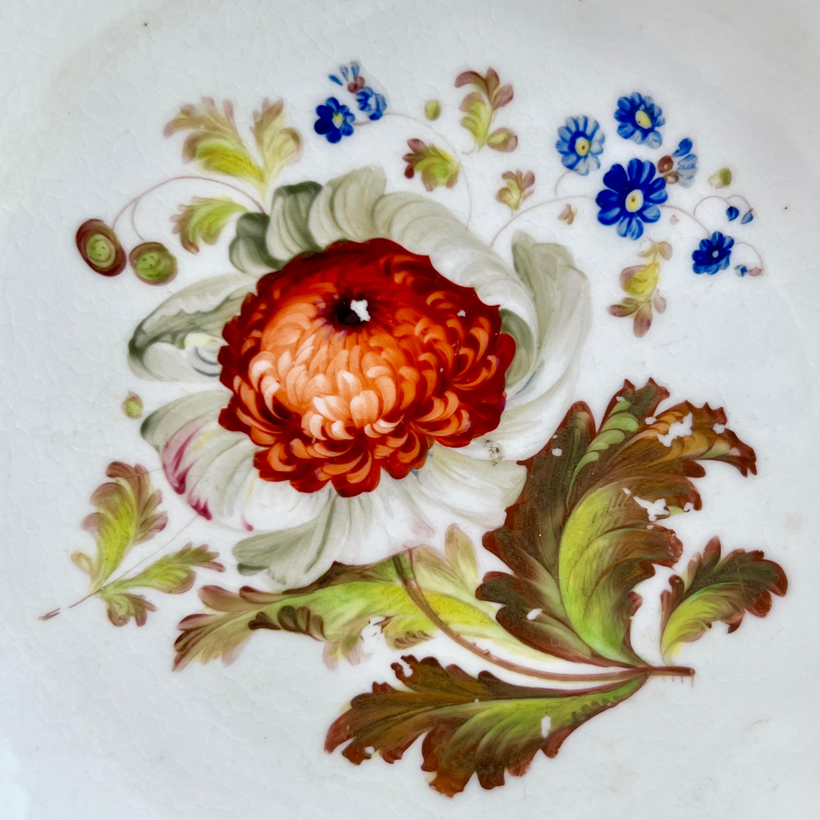 English H & R Daniel Shell Dish, Shrewsbury Shape, Red Ranunculus, Regency Ca 1827 A/F