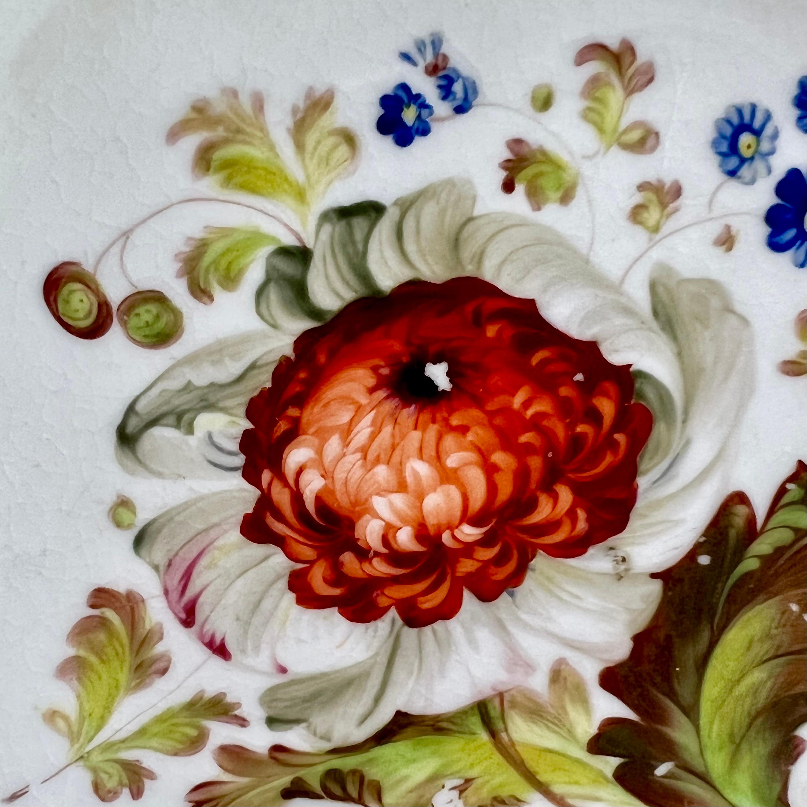 Early 19th Century H & R Daniel Shell Dish, Shrewsbury Shape, Red Ranunculus, Regency Ca 1827 A/F
