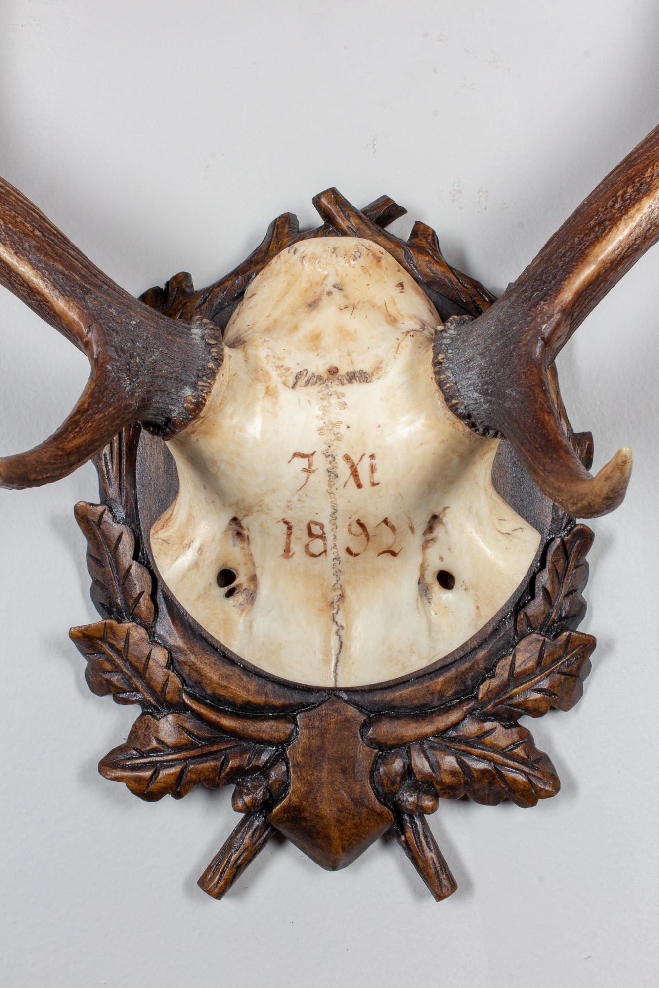 19th-century Austrian fallow deer trophy on original Black Forest carved plaque that hung in Emperor Franz Josef's castle at Eckartsau in the Southern Austrian Alps. Eckartsau was a favorite hunting Schloss of the Habsburg family. The plaque itself