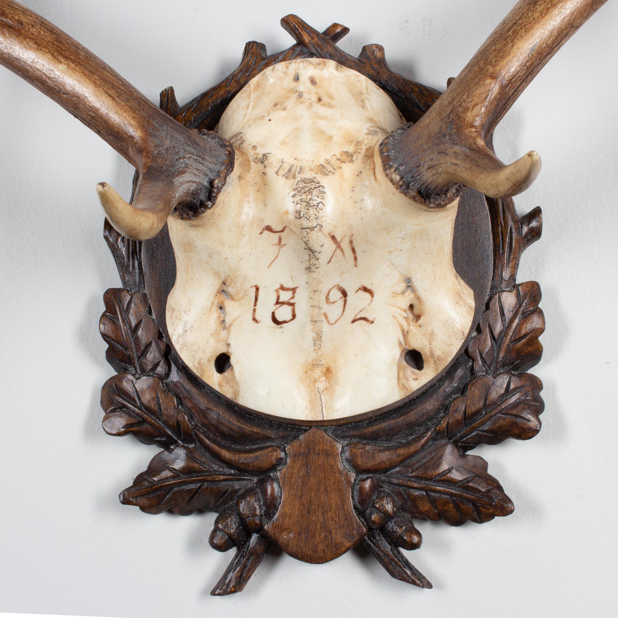 19th century Austrian fallow deer trophy on original Black Forest carved plaque that hung in Emperor Franz Josef's castle at Eckartsau in the Southern Austrian Alps. Eckartsau was a favorite hunting Schloss of the Habsburg family. The plaque itself