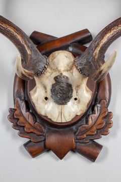 Habsburg Fallow Deer Trophy of Emperor Franz Josef from Eckartsau Castle