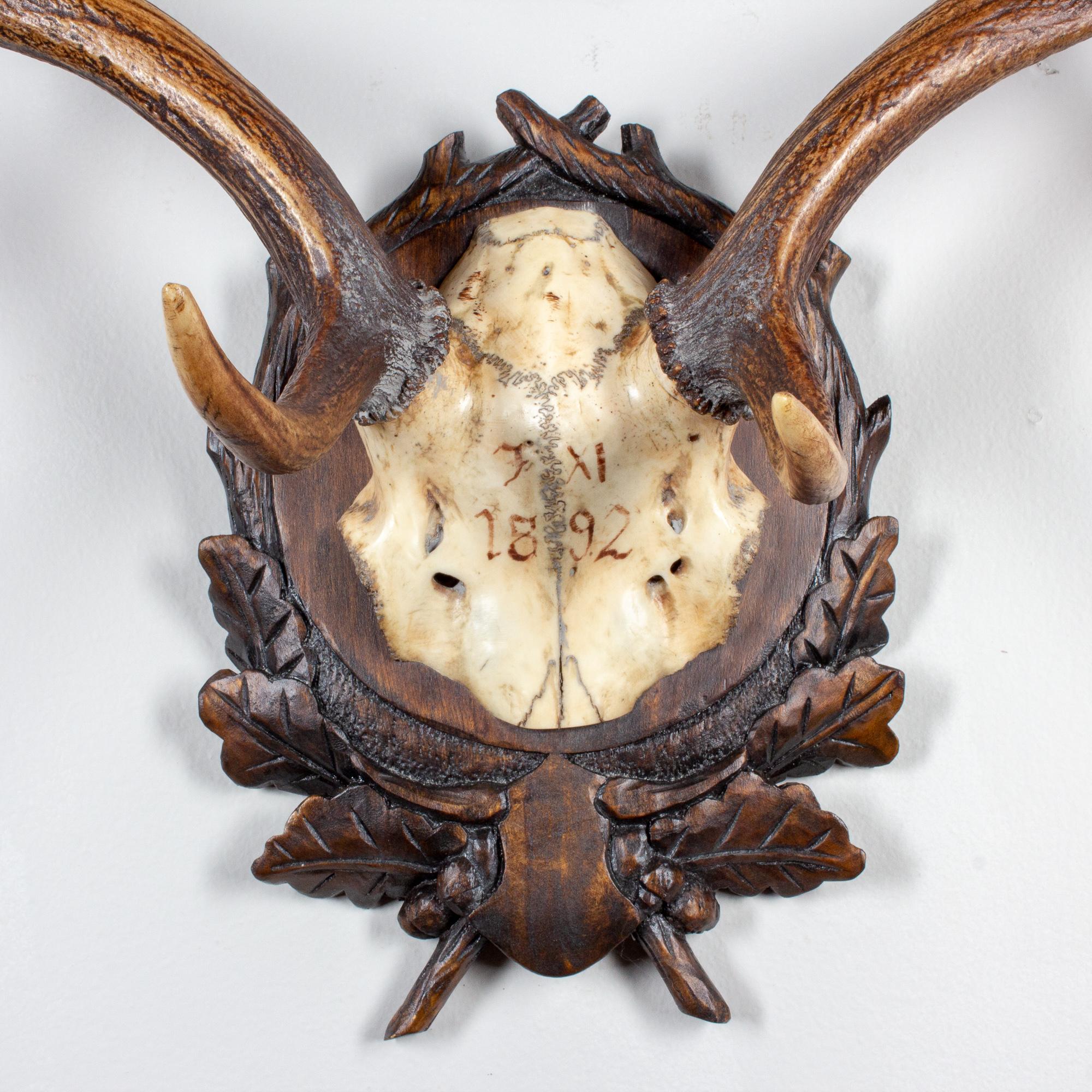 19th century Austrian fallow deer trophy on original Black Forest carved plaque that hung in Emperor Franz Josef's castle at Eckartsau in the Southern Austrian Alps. Eckartsau was a favorite hunting Schloss of the Habsburg family. The plaque itself