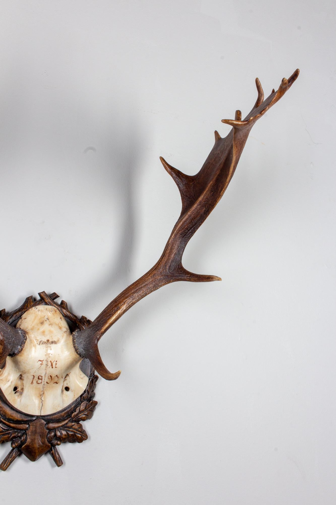 Black Forest Habsburg Fallow Deer Trophy of Emperor Franz Josef from Eckartsau Castle