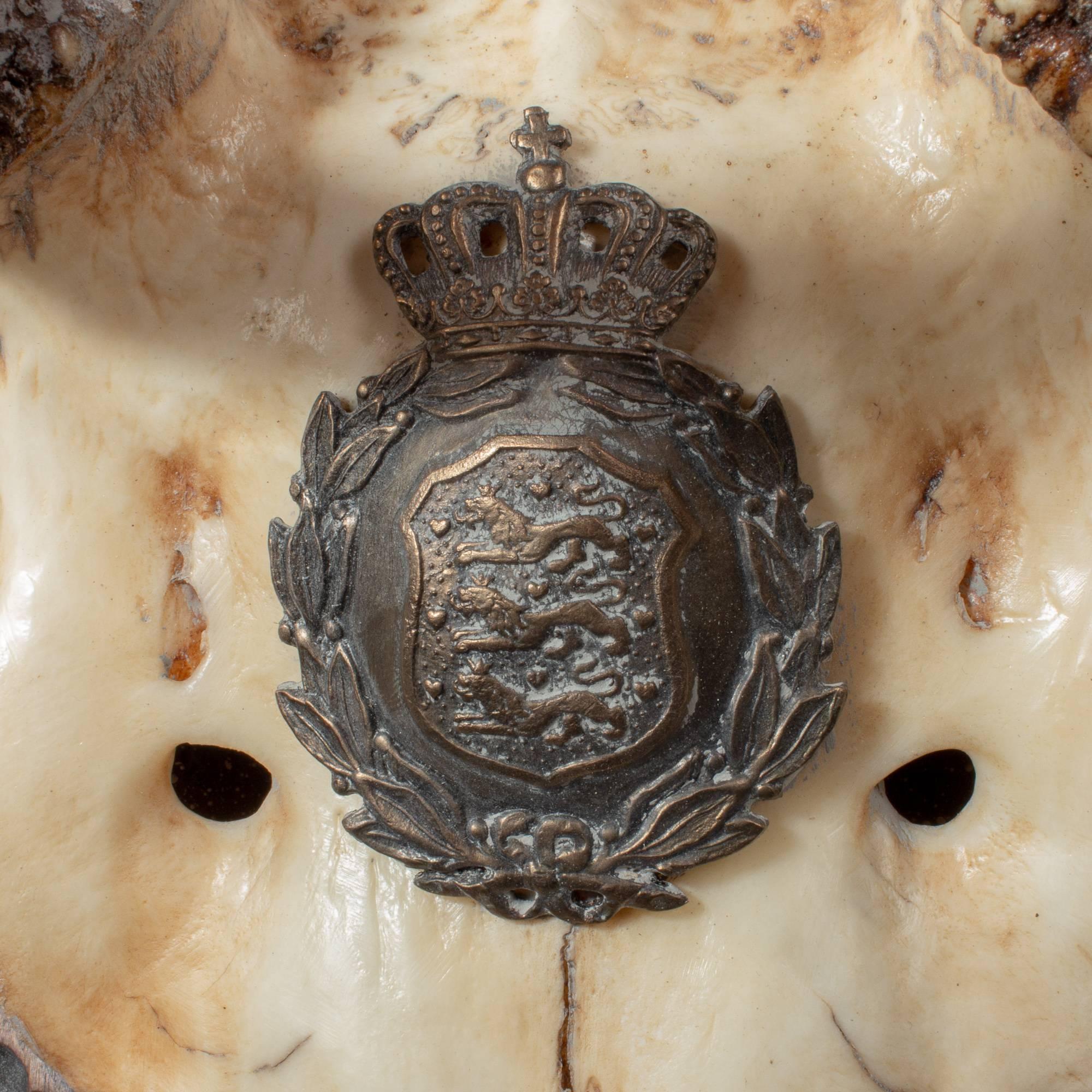 Austrian Habsburg Fallow Deer Trophy of Emperor Franz Josef from Eckartsau Castle