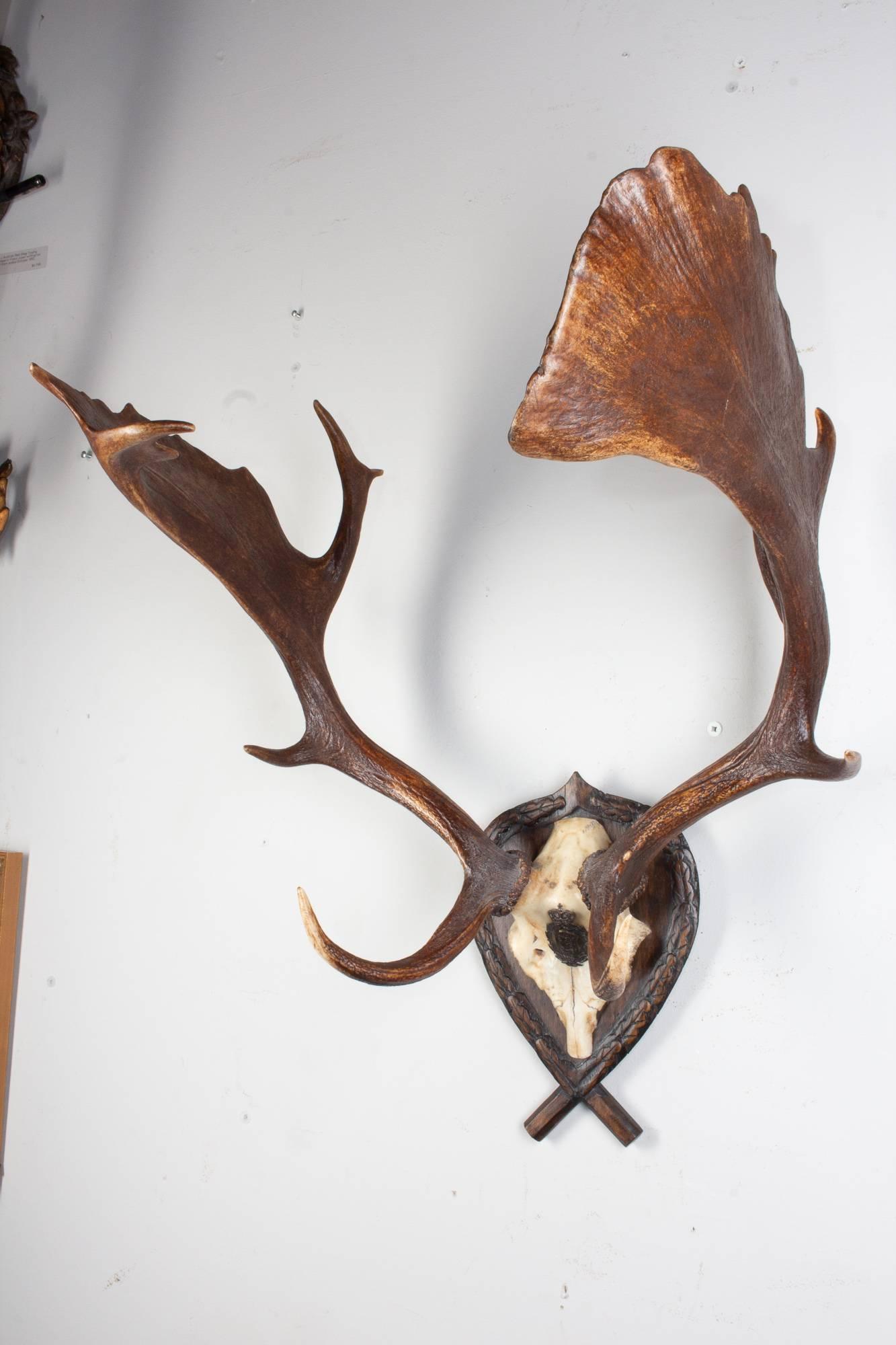 Austrian Habsburg Fallow Deer Trophy of Emperor Franz Josef from Eckartsau Castle