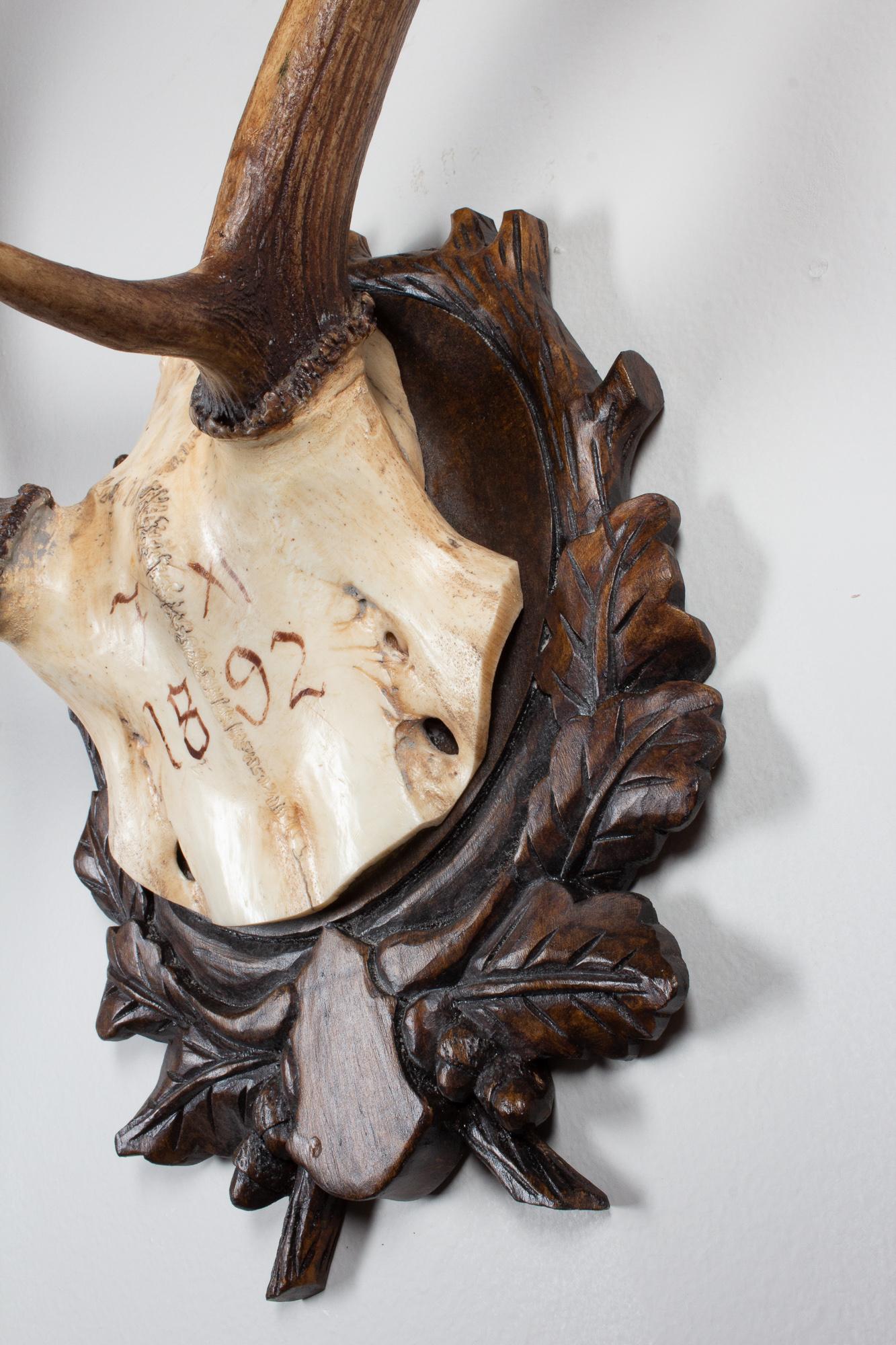 Hand-Carved Habsburg Fallow Deer Trophy of Emperor Franz Josef from Eckartsau Castle