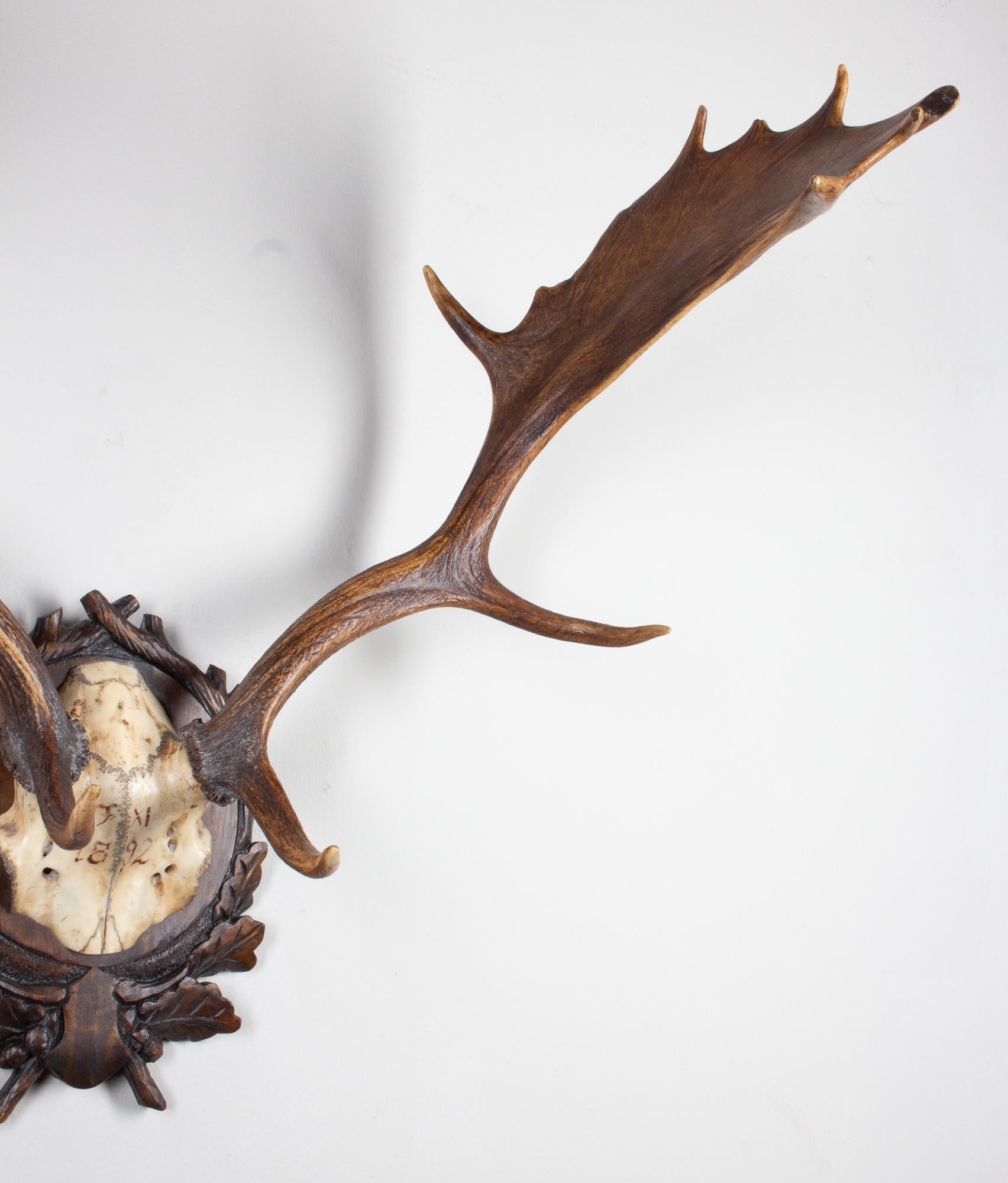 Wood Habsburg Fallow Deer Trophy of Emperor Franz Josef from Eckartsau Castle