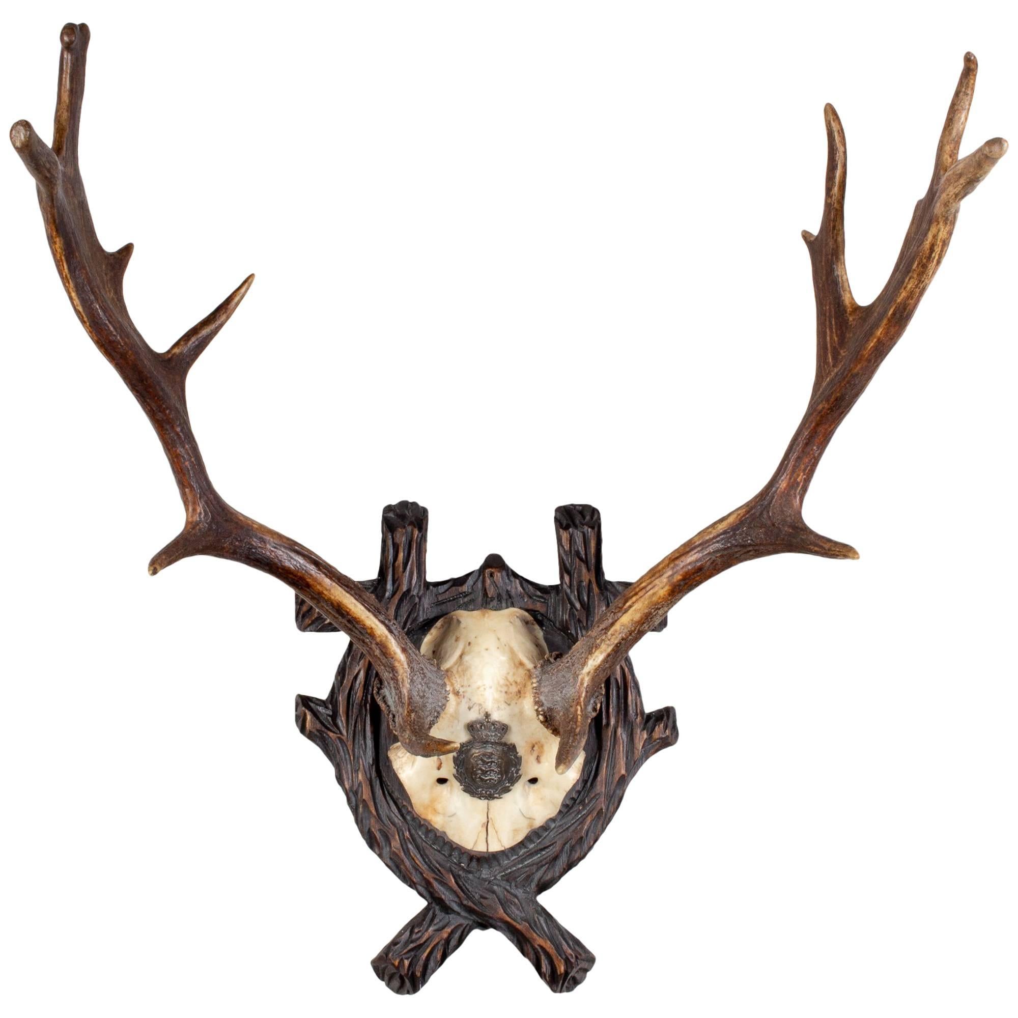 deer trophy