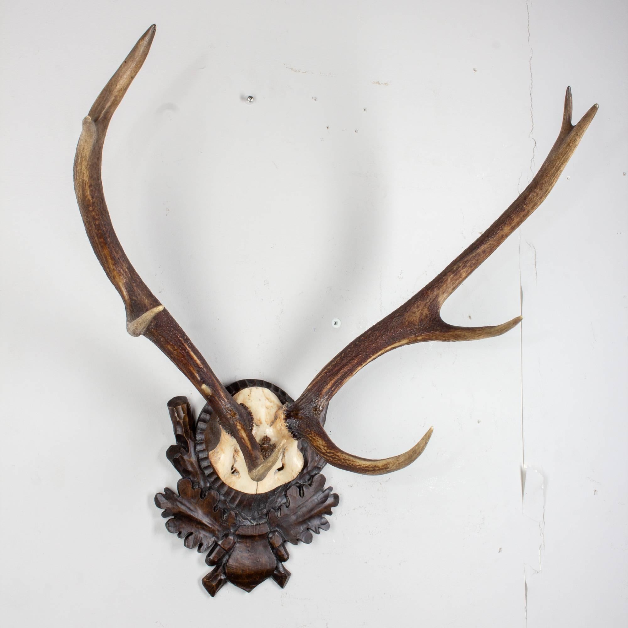 19th Century Habsburg Red Stag Trophy of Emperor Franz Josef from Eckartsau Castle