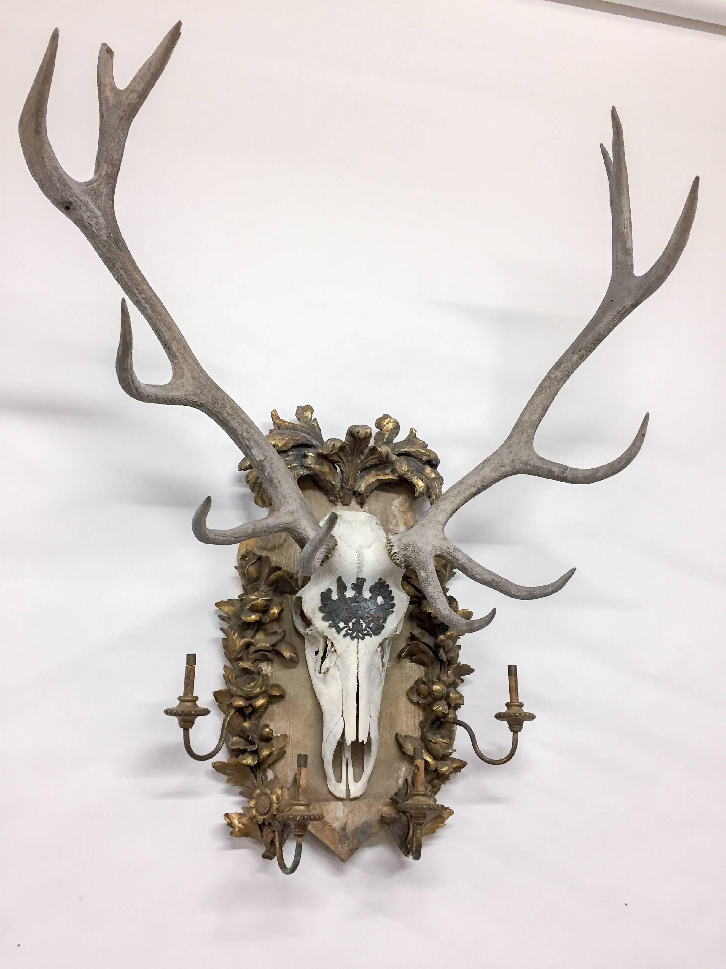 This is a wonderful, 19th century Austrian Red Stag trophy on an original, hand-carved gilt plaque featuring four brass candelabras. The decoration on the plaque itself is comprised of mostly black-forest flora on the sides and an ornate cartouche