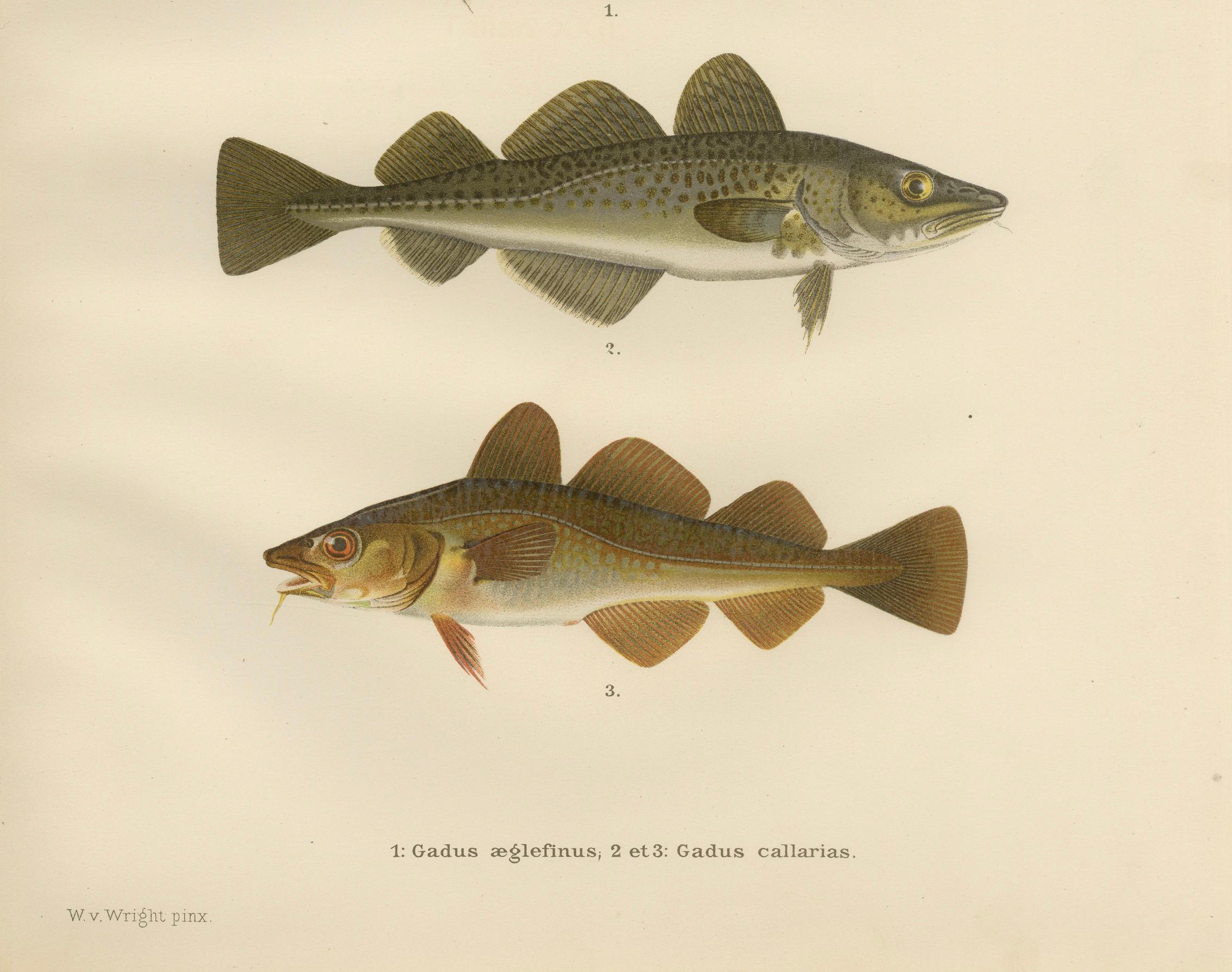Haddock and Atlantic Cod - Majestic Scandinavian Fish Lithograph  

This exquisite 19th-century lithograph from *Skandinaviens Fiskar* features two of the most iconic and economically significant fish species from Scandinavian waters: the Haddock