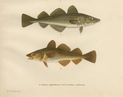 Haddock and Atlantic Cod - Majestic Scandinavian Fish Lithograph, 1895