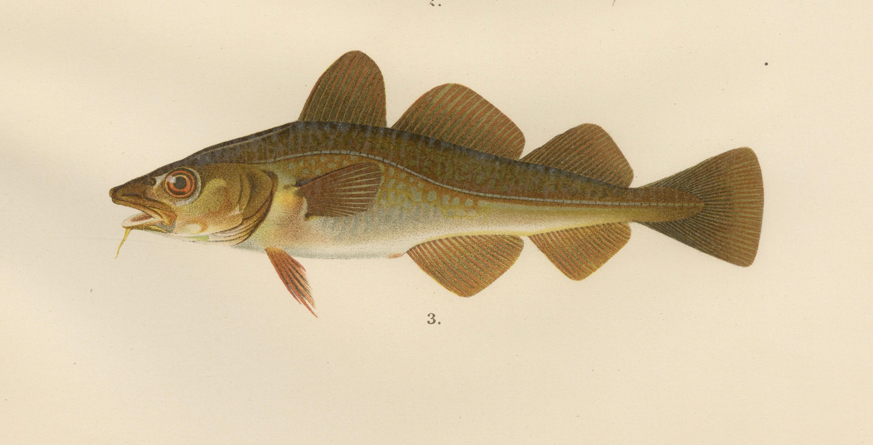 Haddock and Atlantic Cod - Majestic Scandinavian Fish Lithograph, 1895 In Good Condition For Sale In Langweer, NL