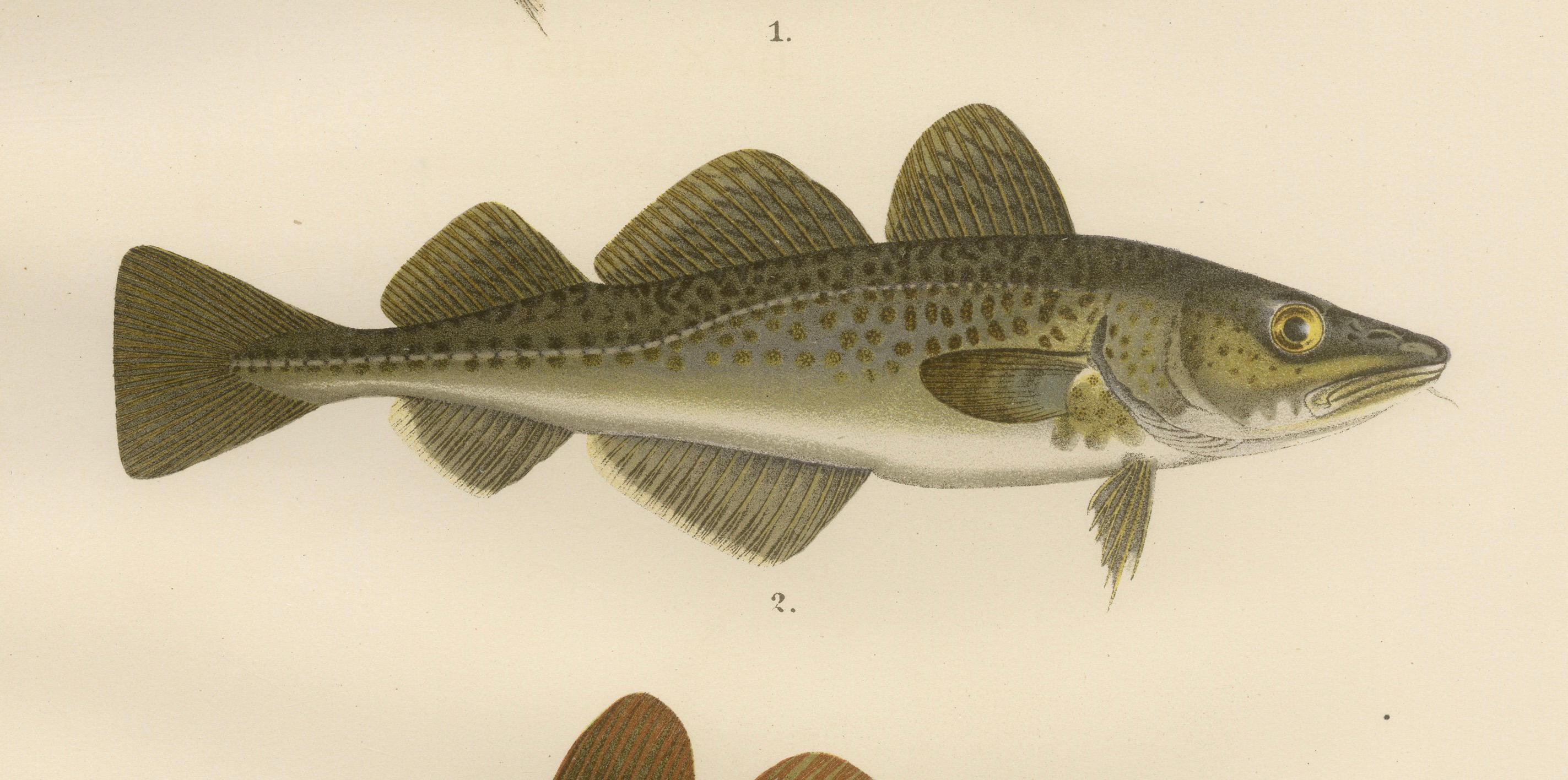 Late 19th Century Haddock and Atlantic Cod - Majestic Scandinavian Fish Lithograph, 1895 For Sale