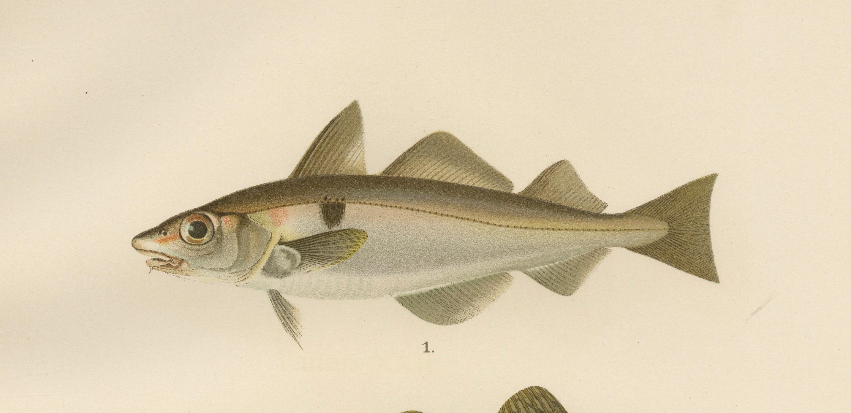 Paper Haddock and Atlantic Cod - Majestic Scandinavian Fish Lithograph, 1895 For Sale