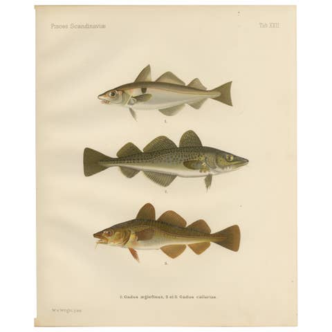 Haddock and Atlantic Cod - Majestic Scandinavian Fish Lithograph, 1895