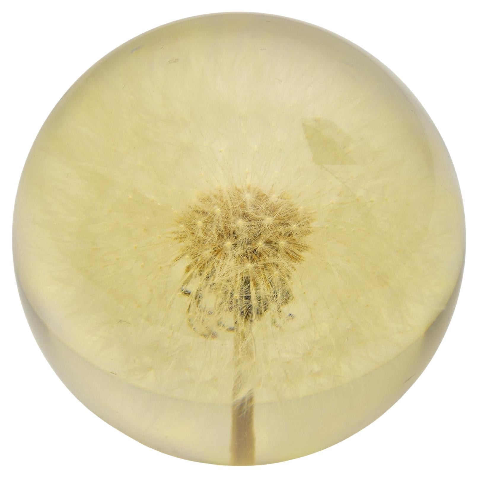 Este exquisito pisapapeles de Hafod Grange de 1997 encierra maravillosamente una delicada cabeza de semilla de diente de león dentro de una esfera de cristal perfectamente transparente, creando una impresionante muestra de la fragilidad y belleza de