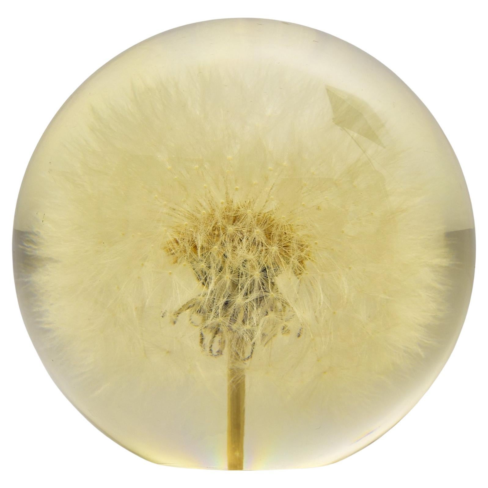 Pisapapeles Diente de León Hafod Grange 1997 - Naturaleza encerrada en esfera de cristal Moderno de mediados de siglo en venta
