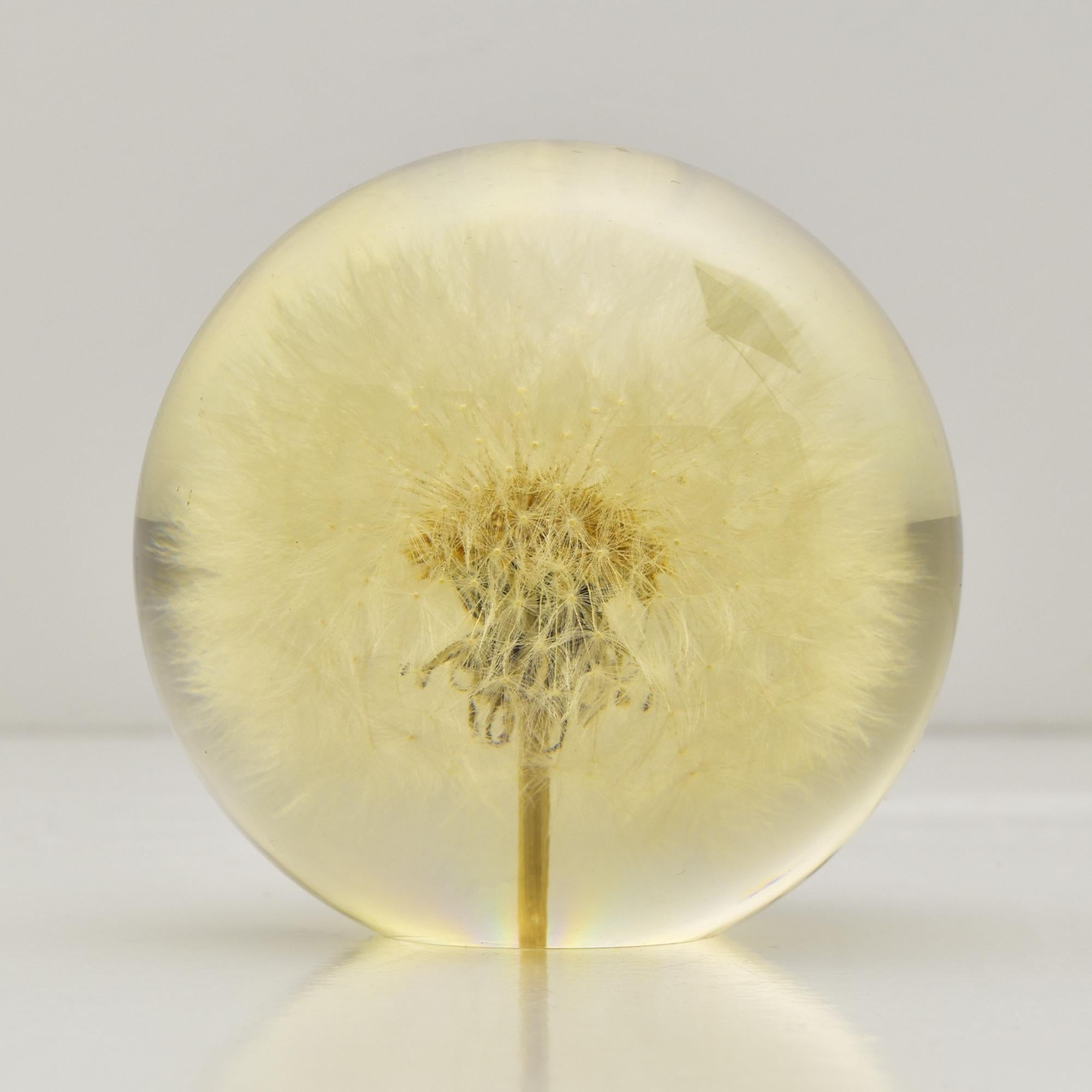 Pisapapeles Diente de León Hafod Grange 1997 - Naturaleza encerrada en esfera de cristal Inglés en venta