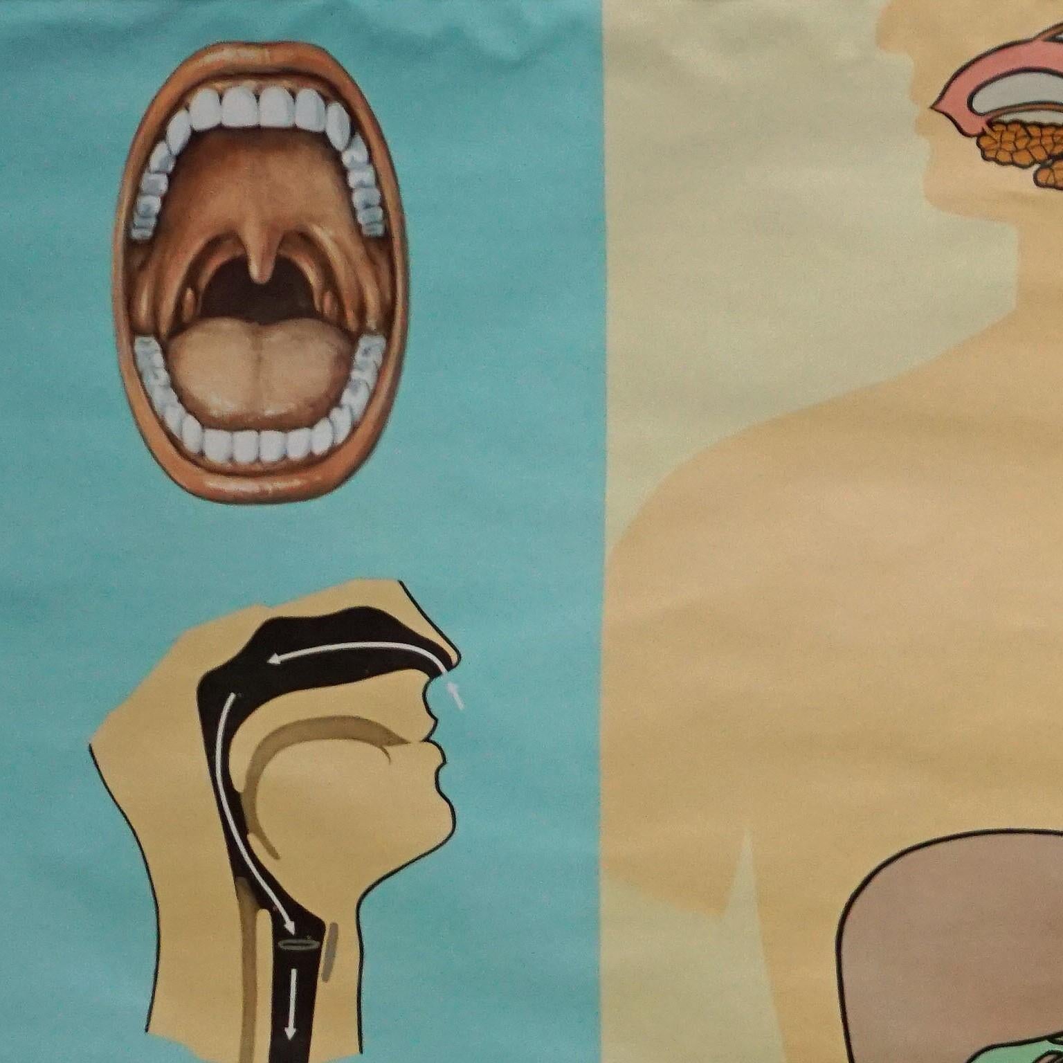 Une affiche médicale vintage montrant le tube digestif des aliments - partie 2 de la série human body par Hagemann Duesseldorf. Impression colorée sur papier renforcé de toile.
Mesures :
Largeur 165 cm (64.96 pouces)
Hauteur 112,50 cm (44.29