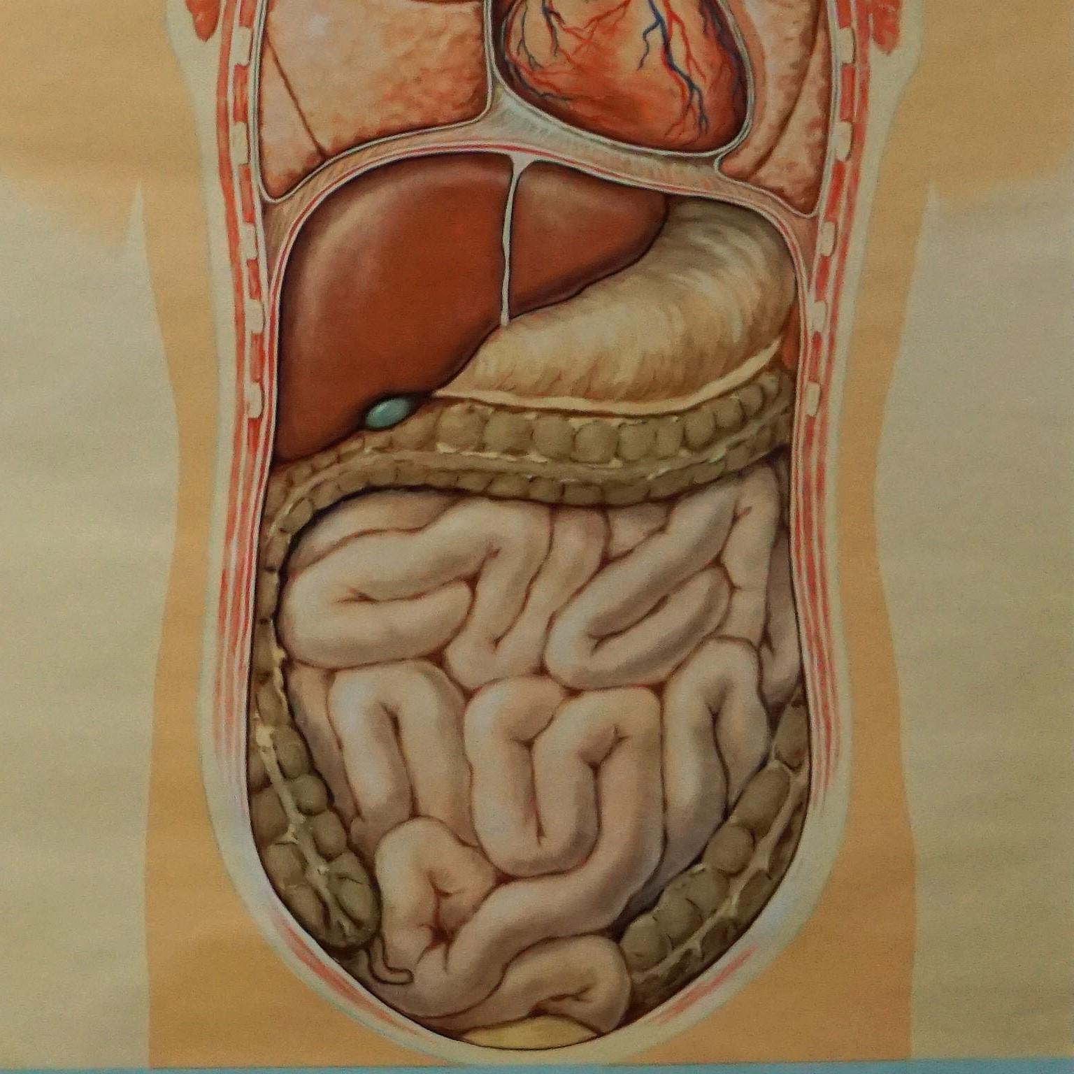 German Hagemann Human Body Mural Poster Wall Chart Print Digestive Tract of Food For Sale