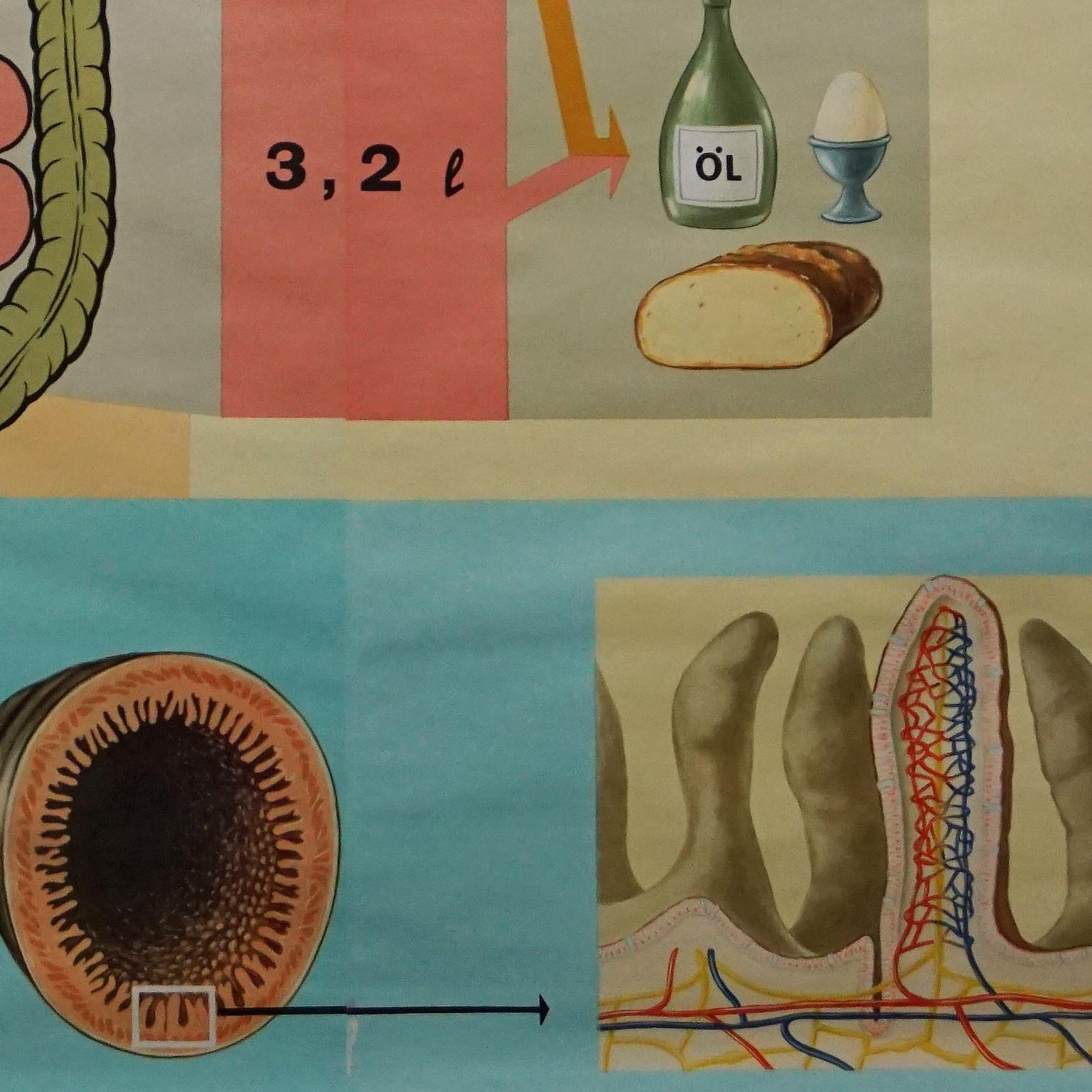 Hagemann Human Body Mural Poster, Wandtafeldruck, Digestive Tract of Food im Zustand „Gut“ im Angebot in Berghuelen, DE