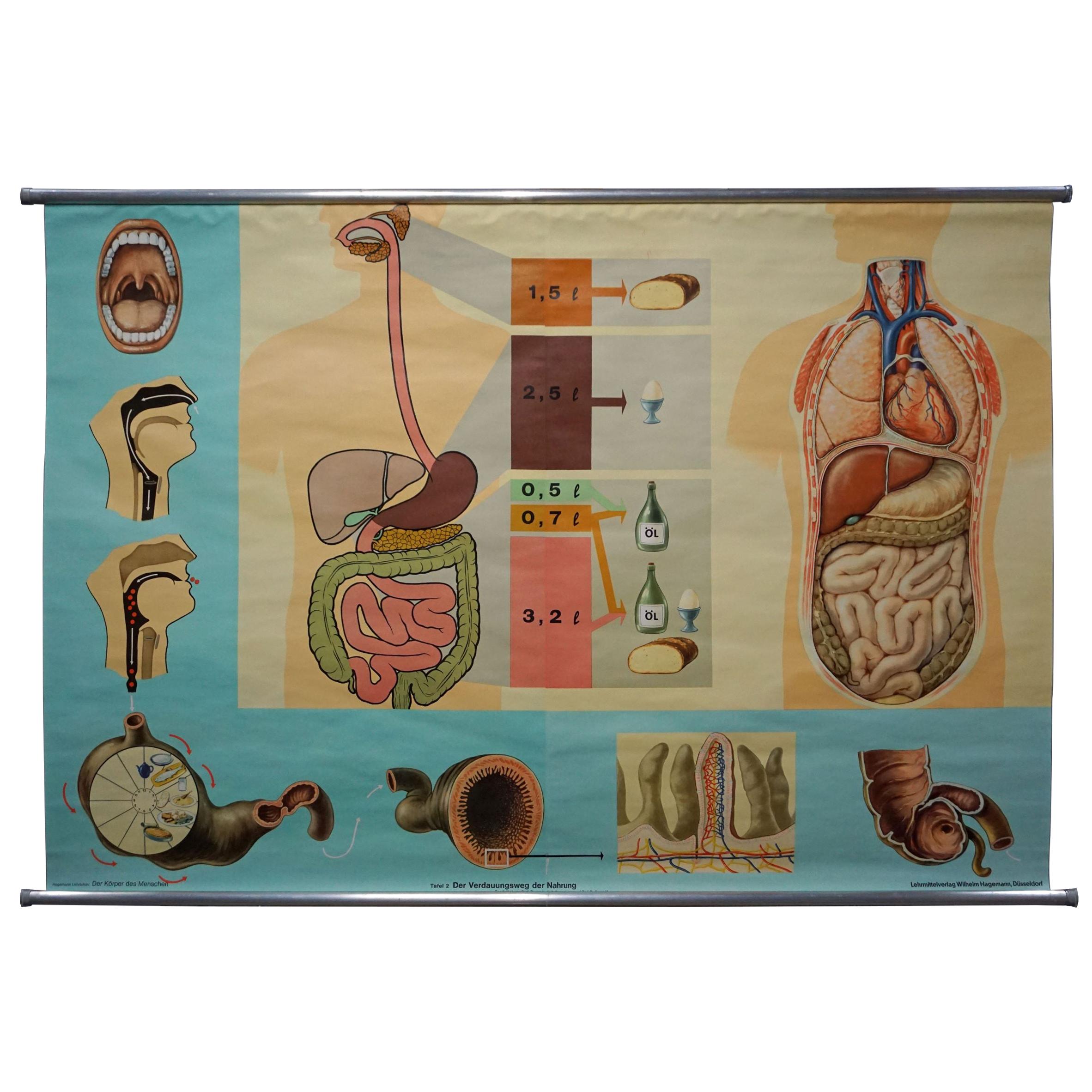 Hagemann Corpo Umano Murale Poster Grafico da Parete Stampa Tratto Digerente degli Alimenti