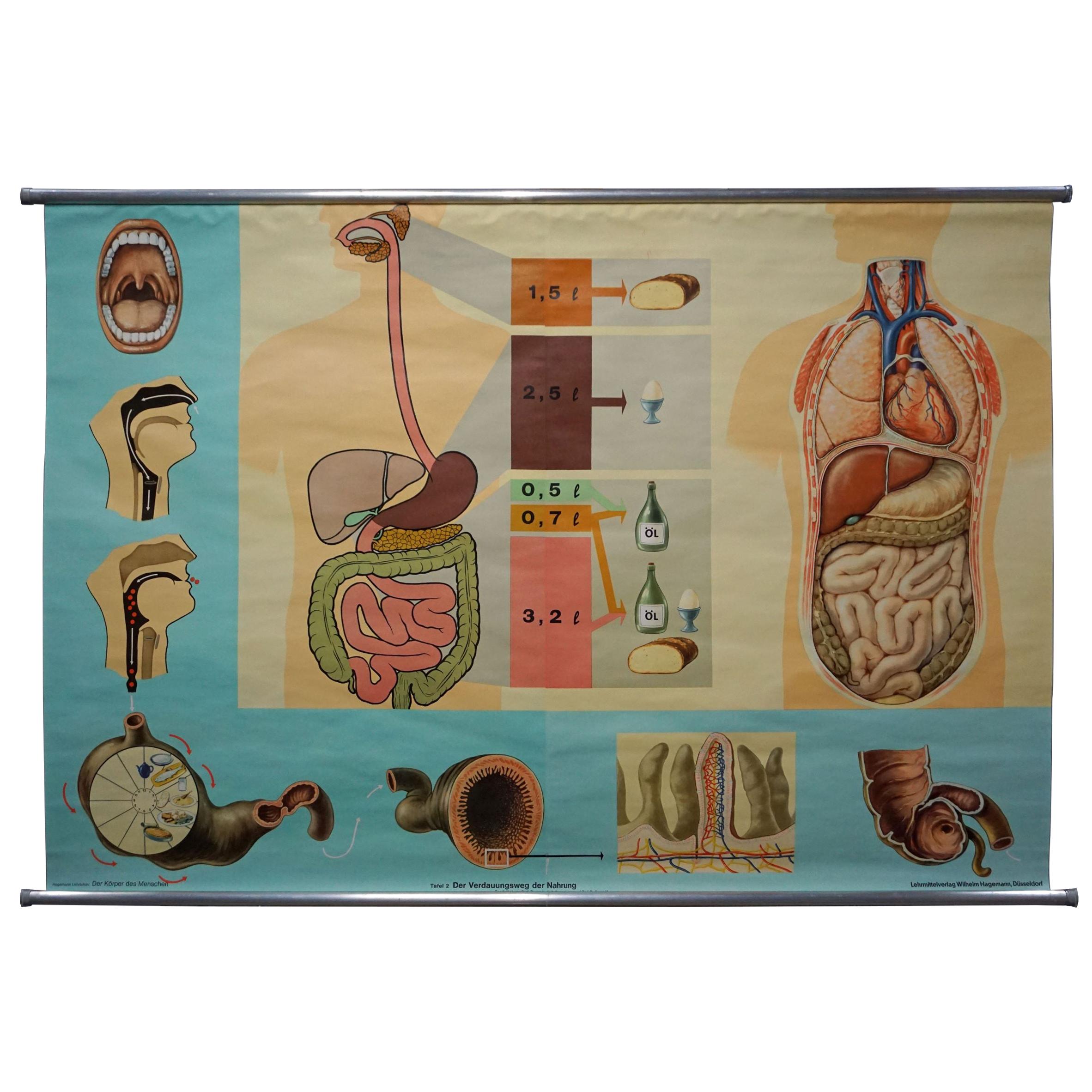 Hagemann Human Body Mural Poster Wall Chart Print Digestive Tract of Food For Sale