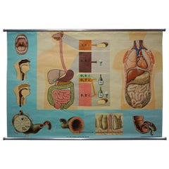 Hagemann Corpo Umano Murale Poster Grafico da Parete Stampa Tratto Digerente degli Alimenti