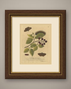 Hairy Caterpillar and Moths on Blackberry Bramble, Albin Antique Plate 81, 1720