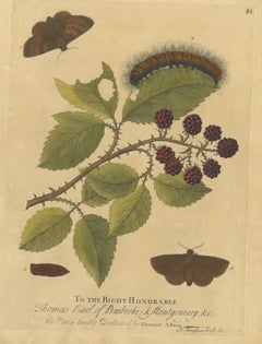 Hairy Caterpillar and Moths on Blackberry Bramble, Albin Antique Plate 81, 1720