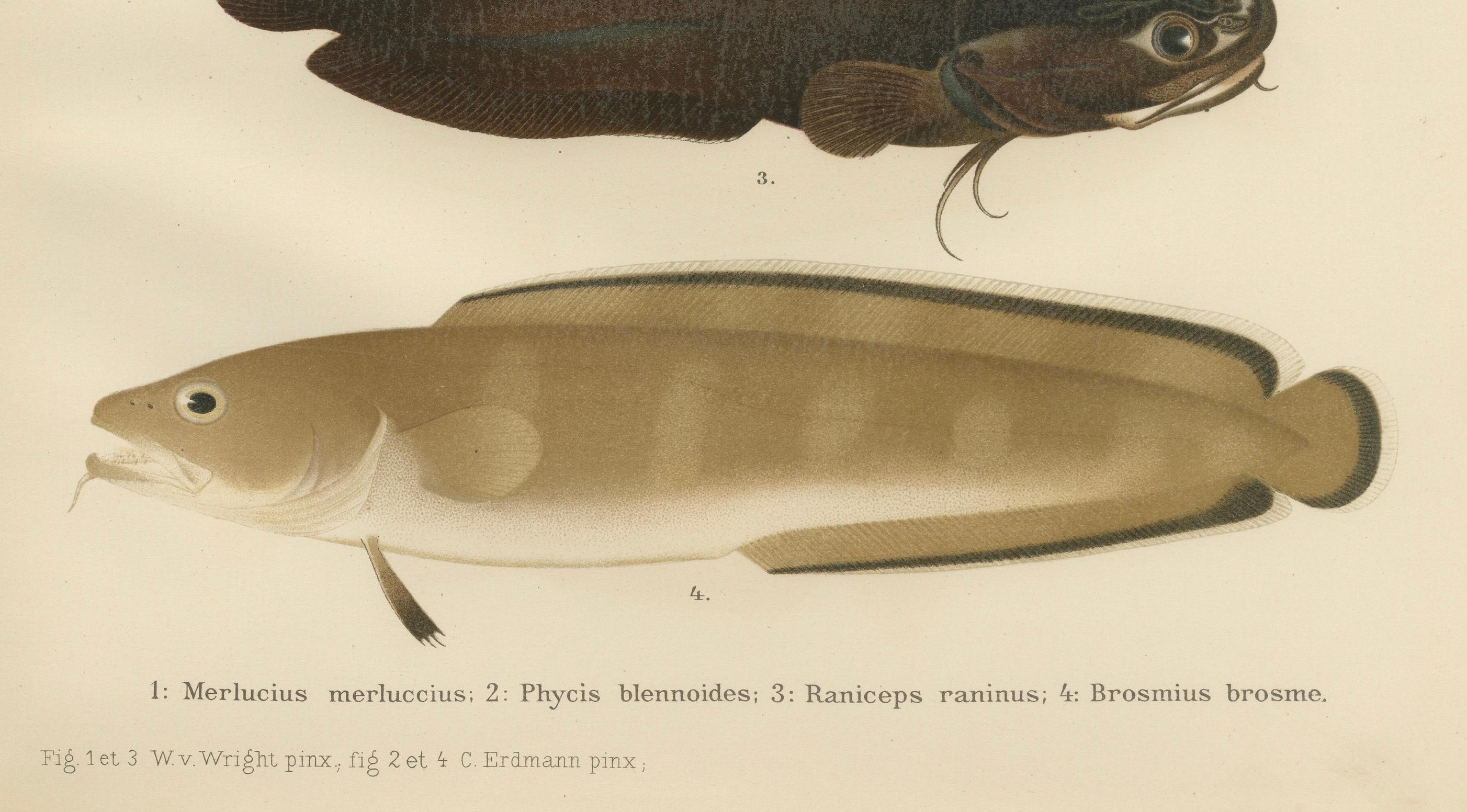 Seehecht, Blauleng, Quappenfisch und Torsk - Faszinierende skandinavische Fischlithographie  

Diese bemerkenswerte Lithografie aus dem 19. Jahrhundert von *Skandinaviens Fiskar* zeigt vier faszinierende Fischarten aus skandinavischen Gewässern: den