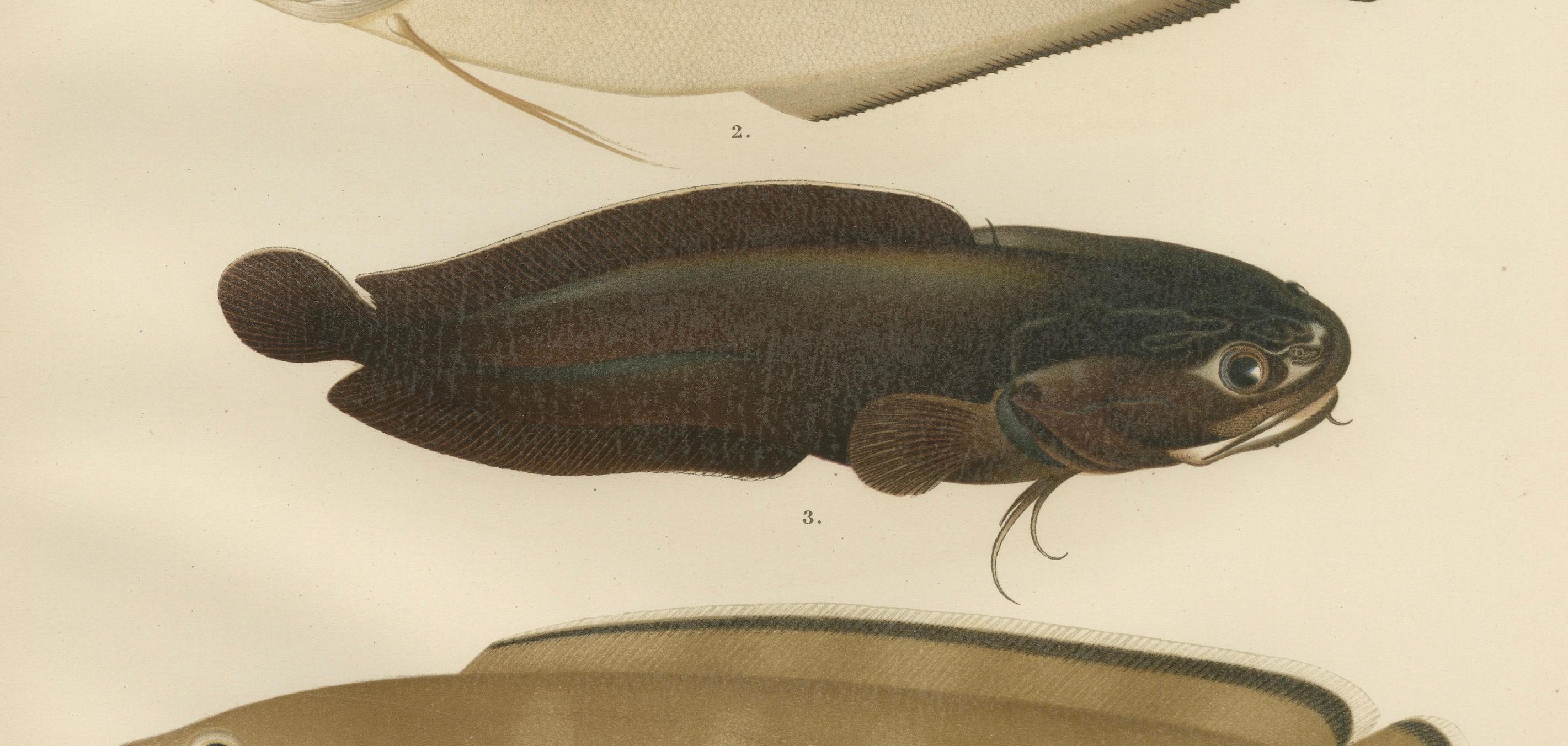 Hake, Blue Ling, Tadpole Fish, and Torsk – Faszinierende Fischlithographie, 1895 im Zustand „Gut“ im Angebot in Langweer, NL