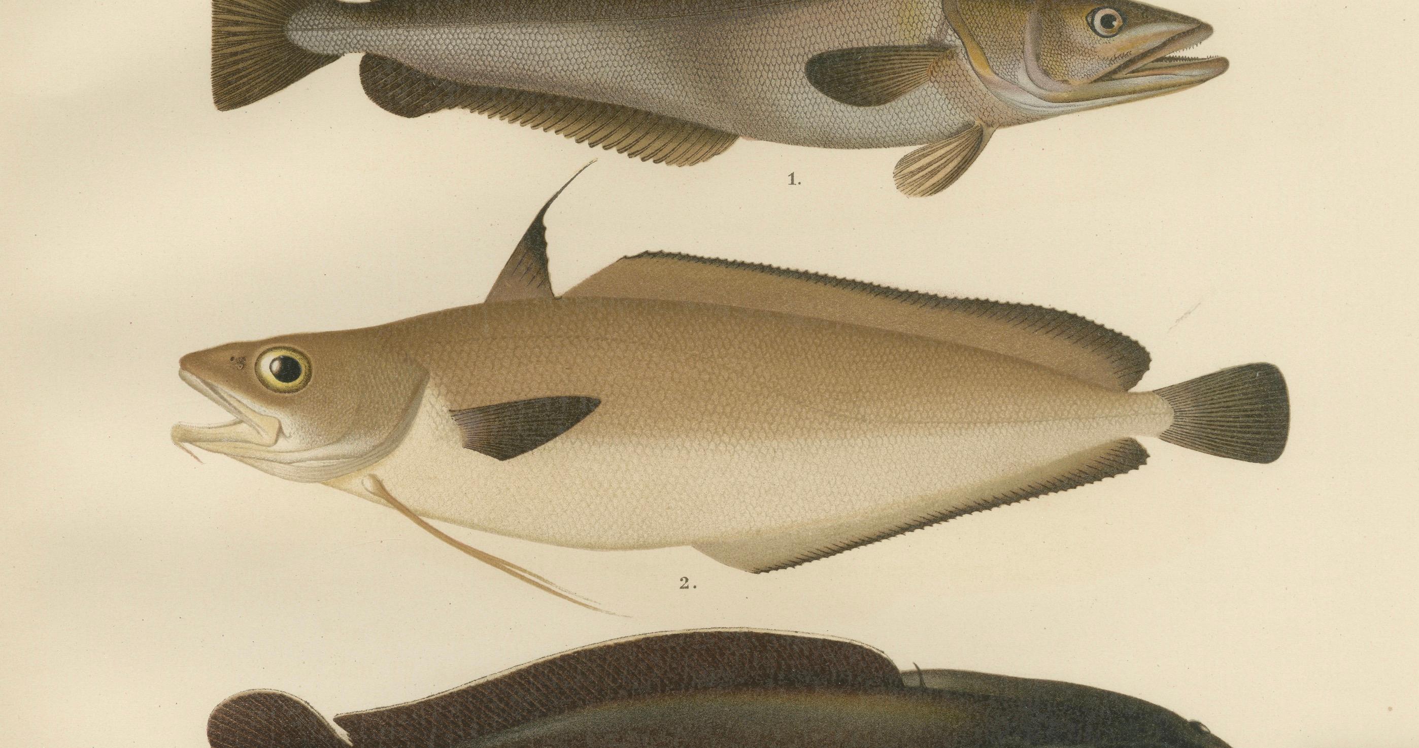 Hake, Blue Ling, Tadpole Fish, and Torsk – Faszinierende Fischlithographie, 1895 (Spätes 19. Jahrhundert) im Angebot