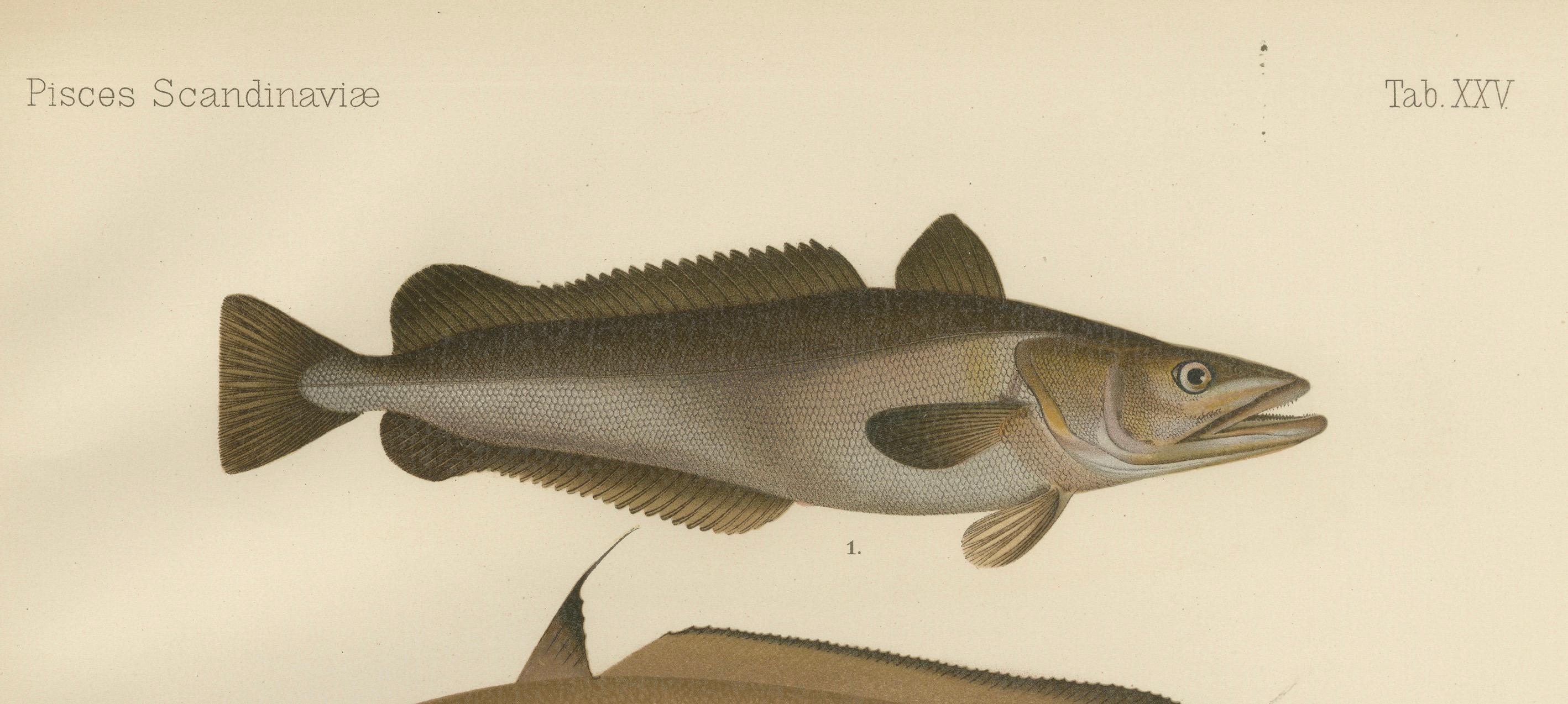 Hake, Blue Ling, Tadpole Fish, and Torsk – Faszinierende Fischlithographie, 1895 (Papier) im Angebot