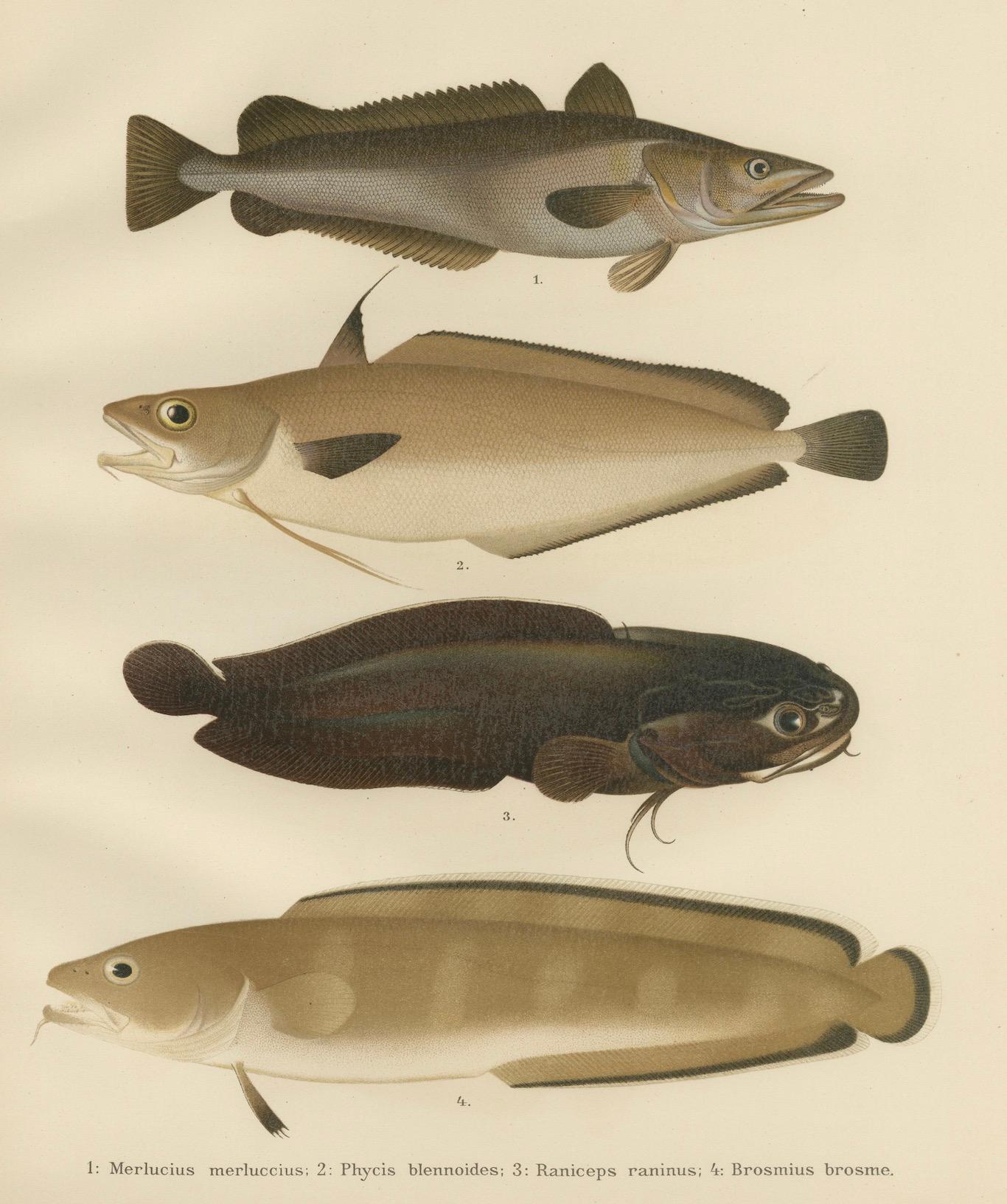 Hake, Blue Ling, Tadpole Fish, and Torsk – Faszinierende Fischlithographie, 1895 im Angebot 1