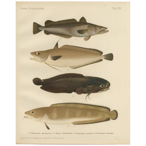Hake, Blue Ling, Tadpole Fish, and Torsk - Fascinating Fish Lithograph, 1895
