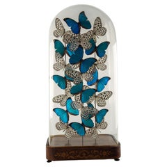 Halcyon by Hasharat: Cobalt Morpho Butterflies Under a 19th-Century Glass Dome