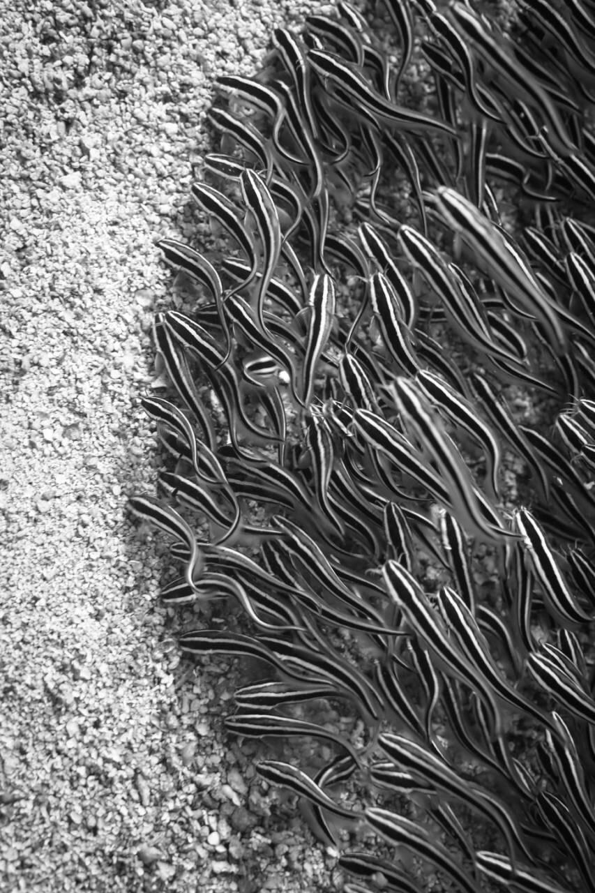 School of striped catfish captured in Sipadan island is a limited edition photography which is part of the 