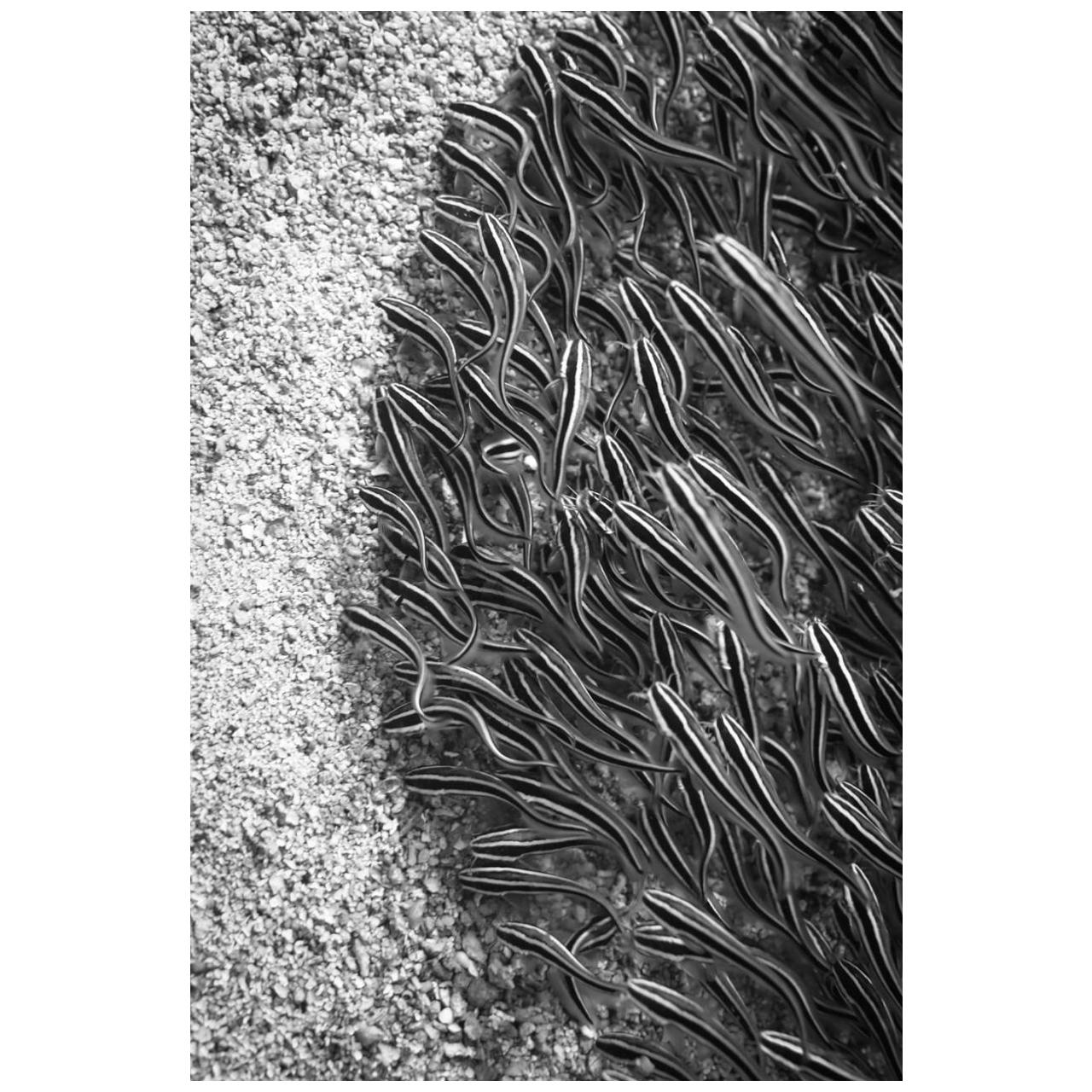 Photographie sous-marine « Half Moon » en édition limitée signée par Michael Zaimov