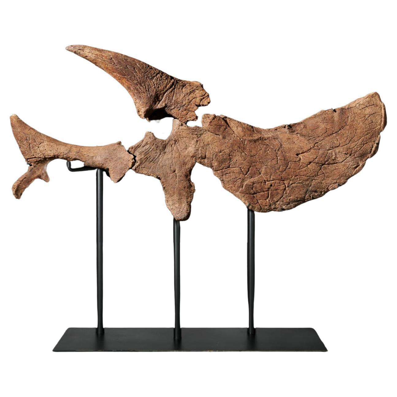 A partial skull of a fully grown Triceratops prorsus from the Maastrichtian, late Cretaceous period (68-65 million years ago). It is in three parts, and has an impressively sized nasal and arching brow horn (90.17 cm long) and frill. The impressive
